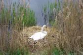 The Swan in the Phonex Park