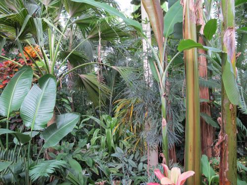 the tropical plants in the botanic gardens dublin