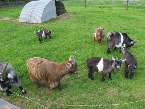 baby animals in the Newbridge demesne farm