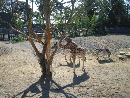african savanna in dublin zoo