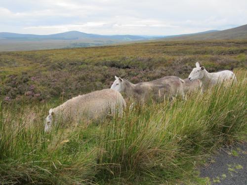 The Sheeps are on the Wicklow Mountains