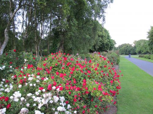 a rose garden of st.ann's park